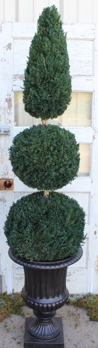 60"Preserved Double Ball Cone Topiary